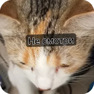 🐱