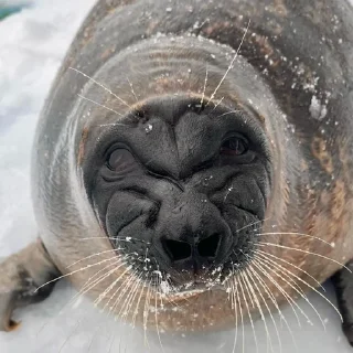 🥺