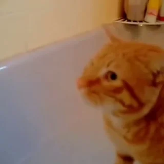 🐈