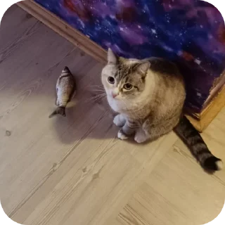 🐱