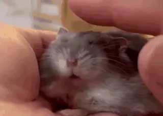 🤩