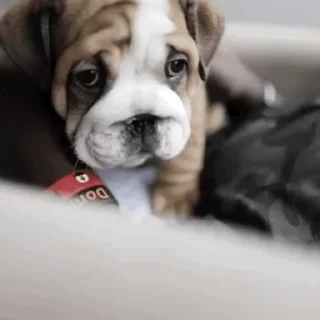 🥺