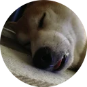 💤