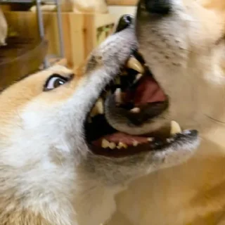🦷