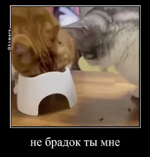 😾