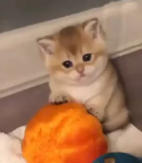 🌟