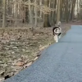 💃