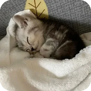 🐱
