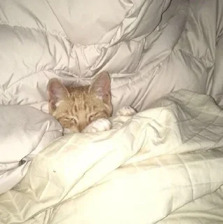😴