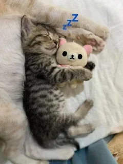 💤