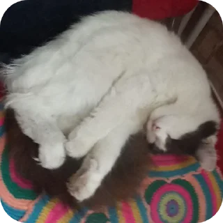 🐱