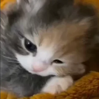 🥺