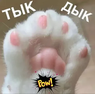 🐾