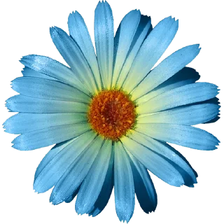 🌼