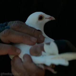 🕊