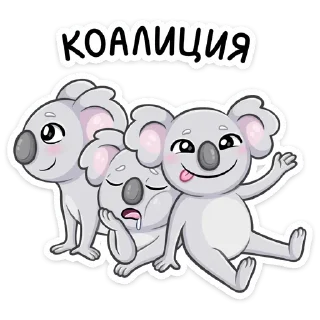🐨