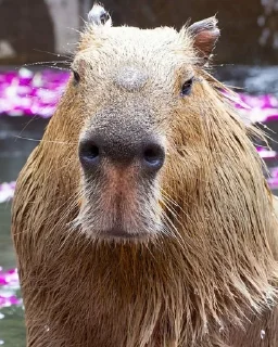 🐗