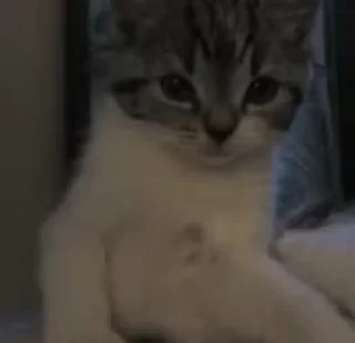 😻