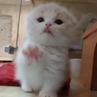 🌟