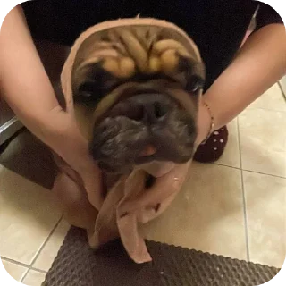 🐶