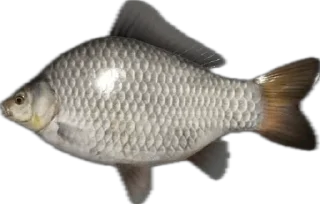 🐟