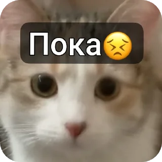 🐱