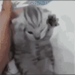😿