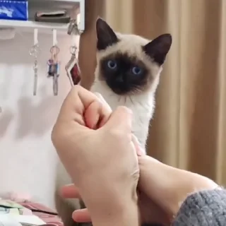 🐈