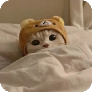 🐱