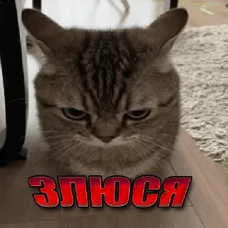 😾