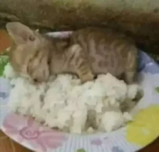 🐇