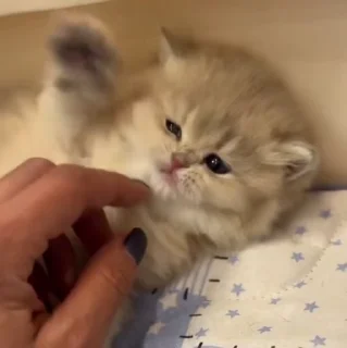 🐱