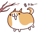 🐶