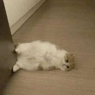 🐈