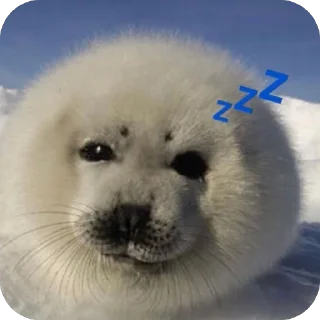 😴