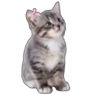 🐱