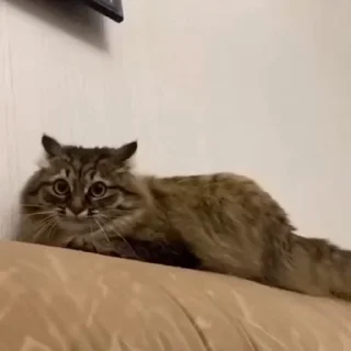 🤩
