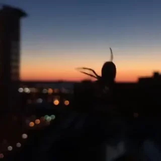 🕷