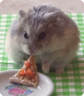 🍕