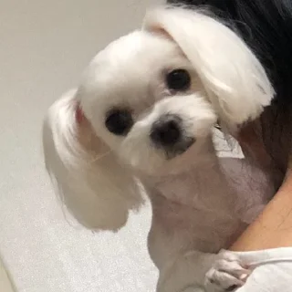 🐶