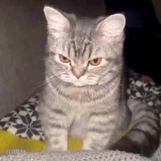 🐾