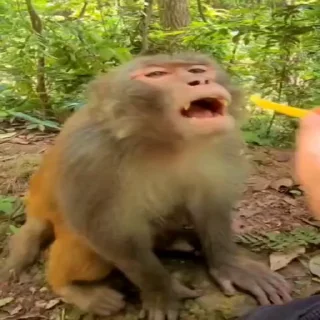 🤪