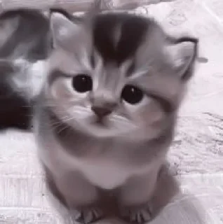 🥺