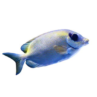 🐟