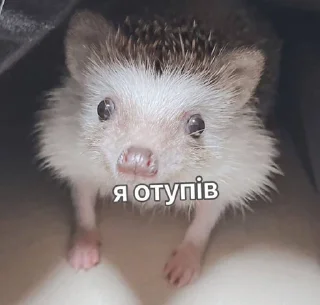🦔