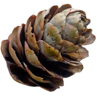 🌲