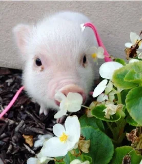 🌸