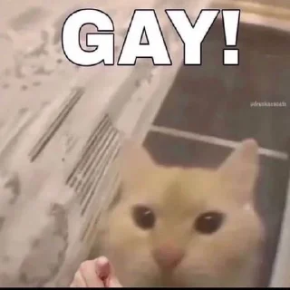 🏳️‍🌈