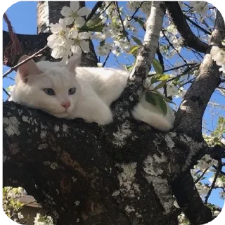 🌿