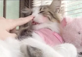 🐱